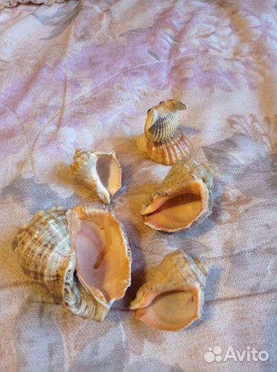Морские ракушки раковины