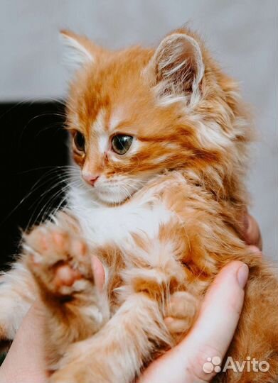Рыжая кошечка в дар
