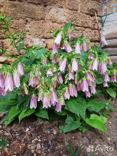 Колокольчик Campanula Elizabeth. Продам кустиком