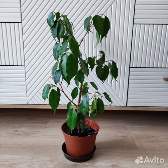 Фикус Бенджамина Экзотика