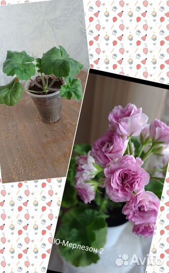 Пеларгонии