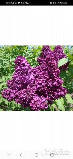 Саженцы Сирени сортовой в зкс таре