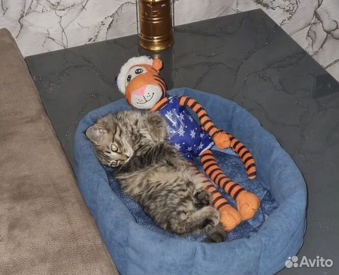 Кошки в добрые руки бесплатно