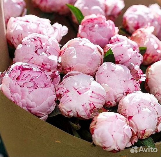 Пионы Букет пионов