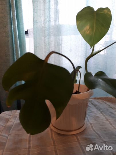 Монстера привлекательная