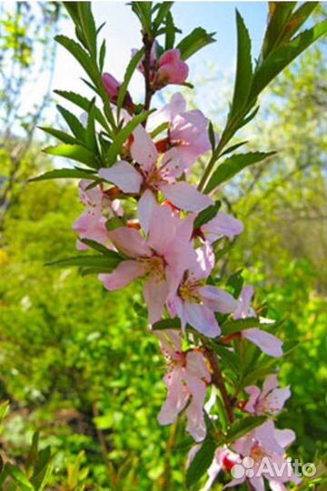 Степной миндаль