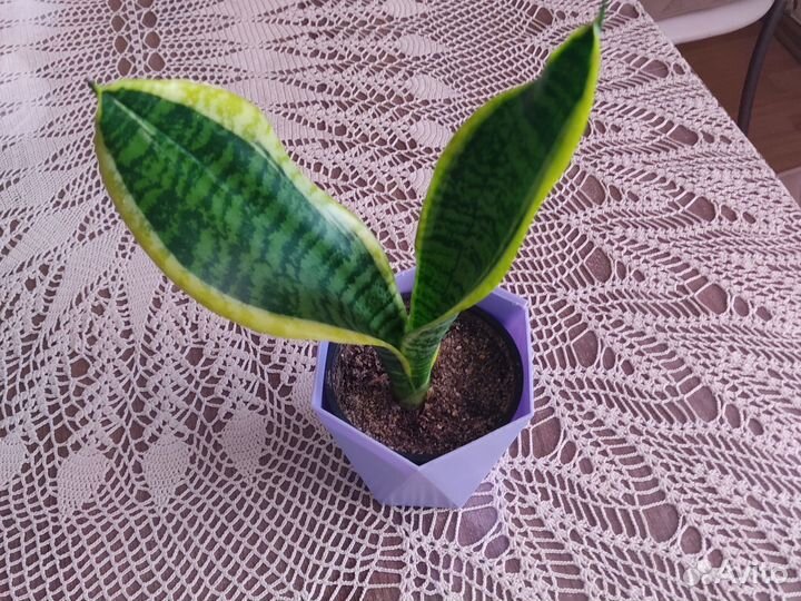 Сансевиерия, обновлено 29.03.24