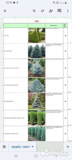 Туя,Ель,Можжевельник