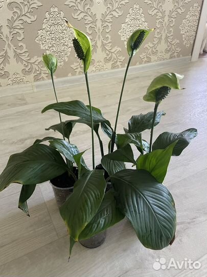 Спатифиллум