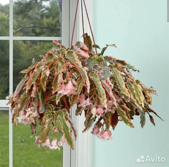 Бегонии кейны, природные, рексы