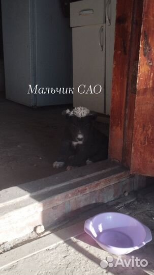 Щенки сао алабай