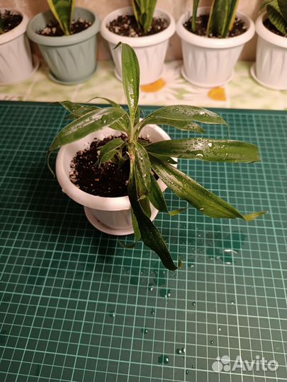 Фиалка фиолетовая