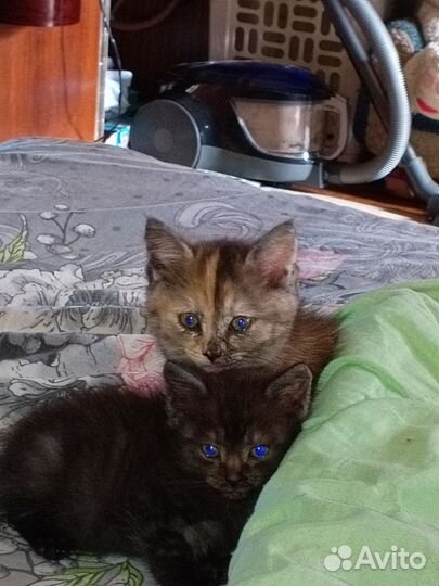 Котята в добрые руки бесплатно