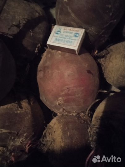 Капуста, свекла, морковь