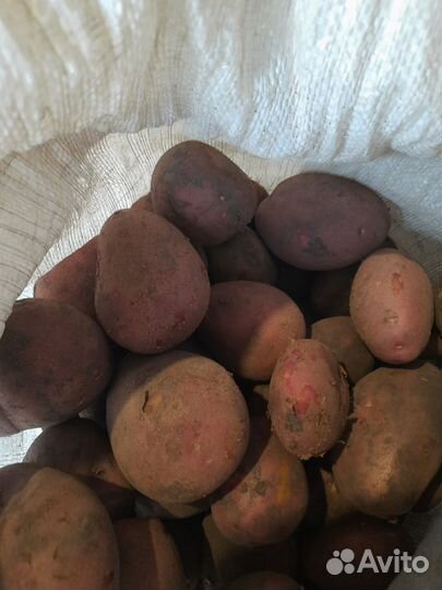 Продам картофель урожай 2023