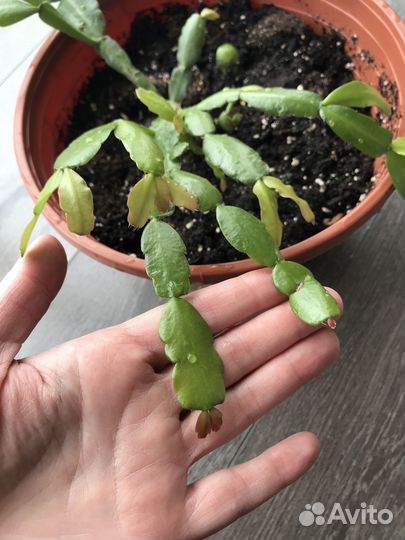 Декабрист шлюмбергера с горшком