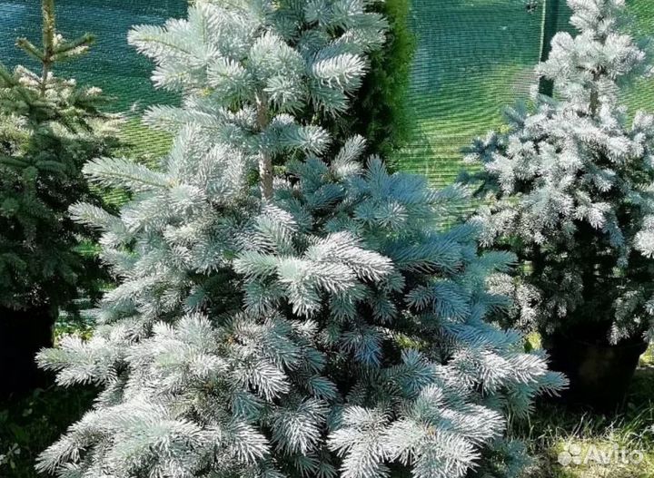 Пихта Нордмана