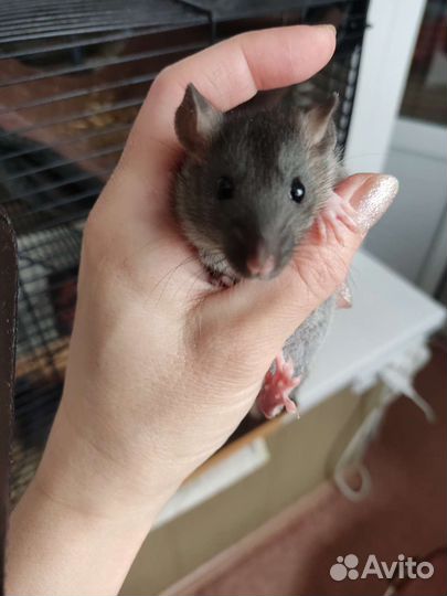 Крыса Крысята дамбо