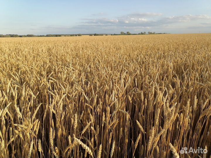 Продаю семена яровой пшеницы (KWS)