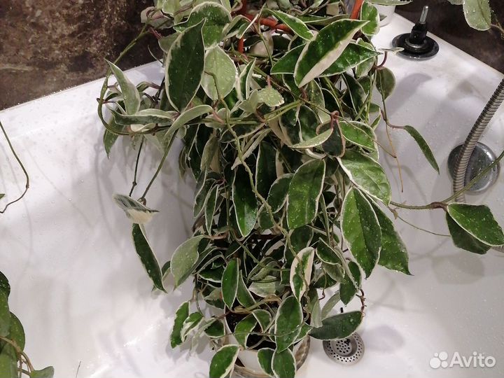 Хойя, юкка, кливия