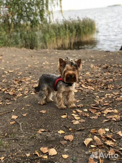 Случка собак