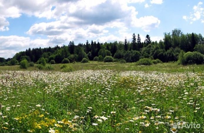 Мед Алтайский оптом
