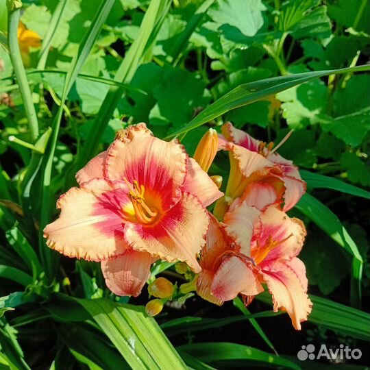 Лилейники сортовые