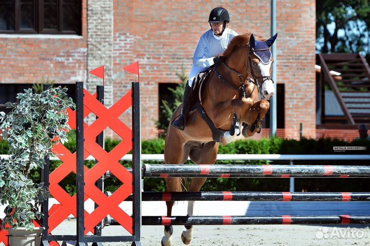 Лошади молодые, спортивные, хобби-класса