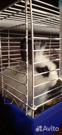 Декоративные кролики