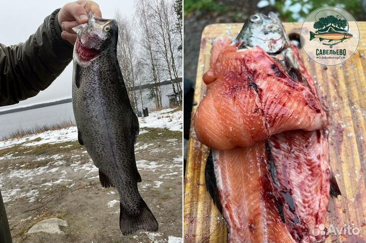 Свежая Форель охлажденная потрошеная Опт от 600кг