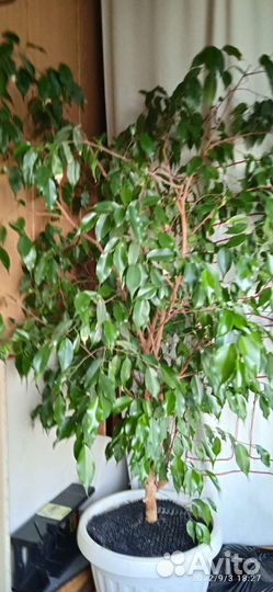 Фикус бенджамина