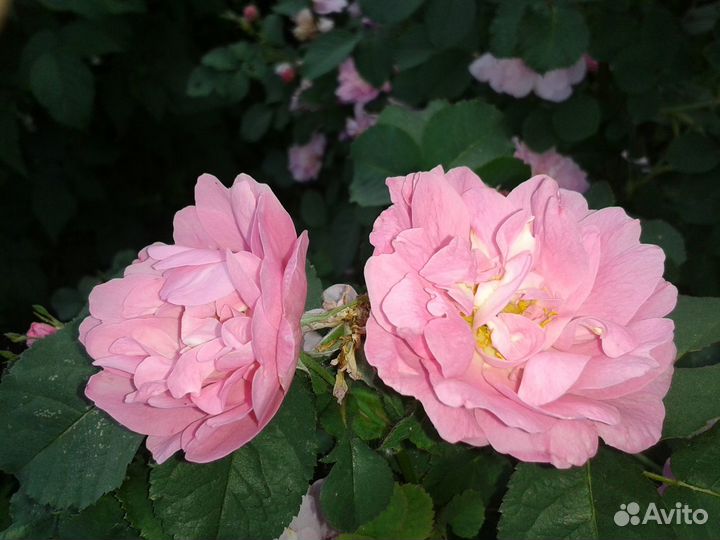 Садовые цветы и кустарники