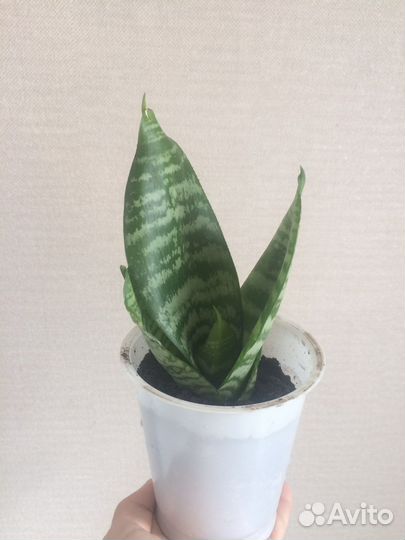 Комнатные цветы Сансевиерия,плектрантус,хавортия