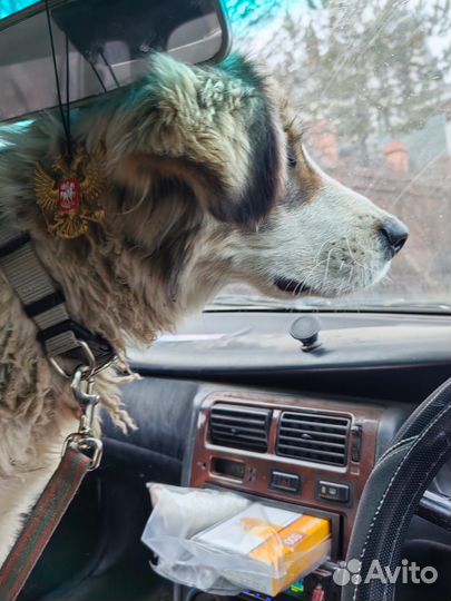 Отдам собаку в добрые руки