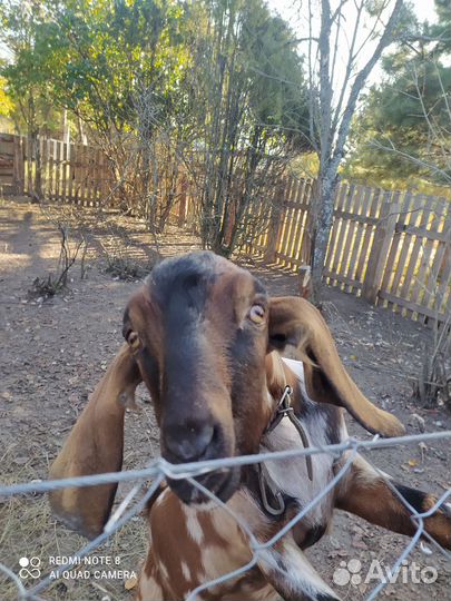 Англо нубийский козел на вязку