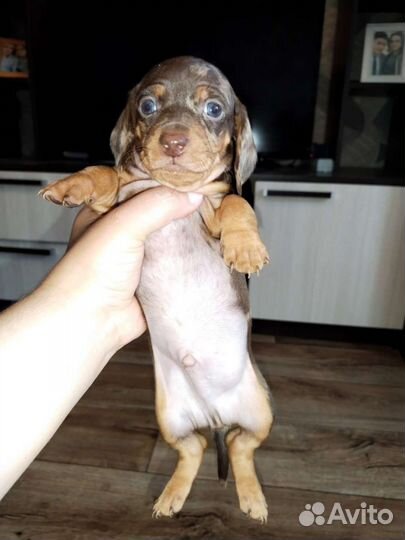 Такса вязка