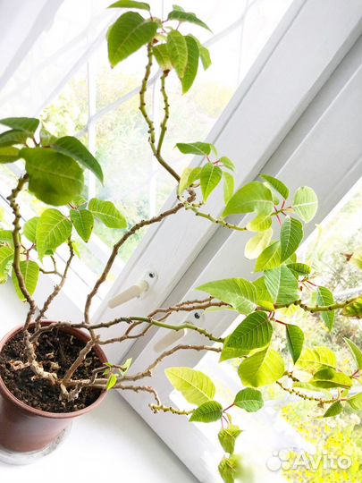 Пуансеттия Рождественское дерево