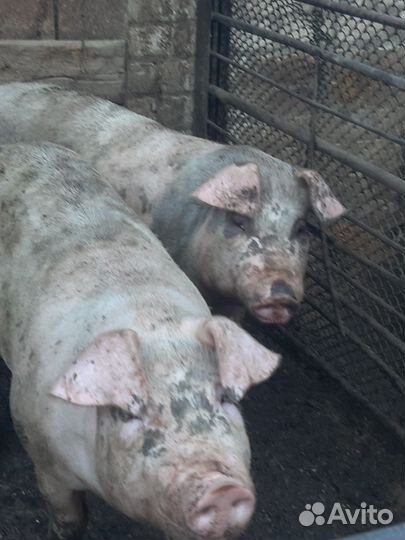 Хряк,продаю,услуги осименения