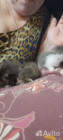 Котята в добрые руки бесплатно