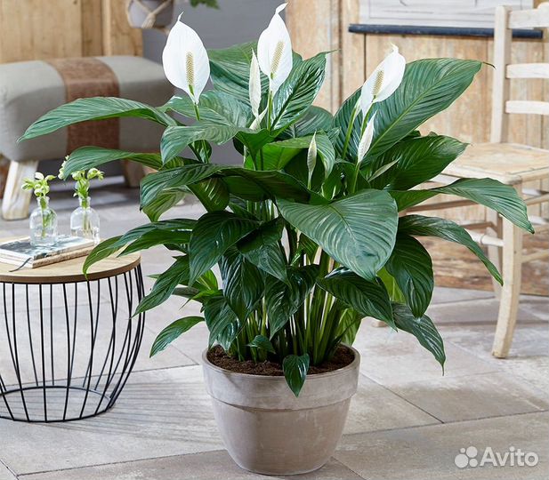 Спатифиллум