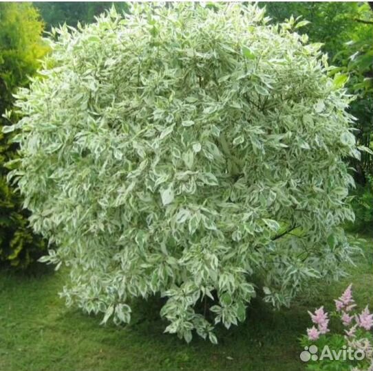 Дёрен белый