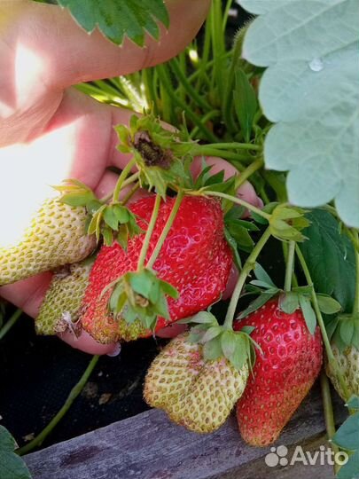 Рассада клубники