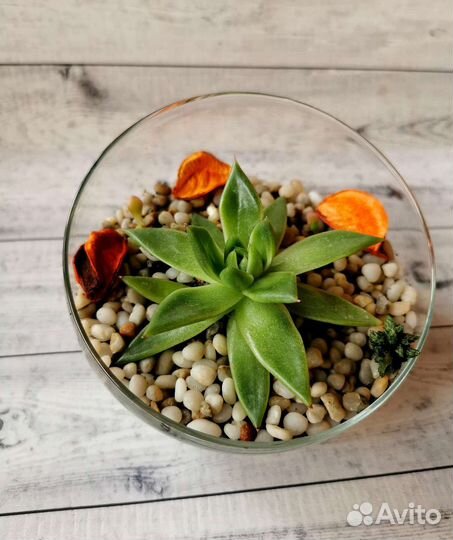 Мини флорариум с эхеверией