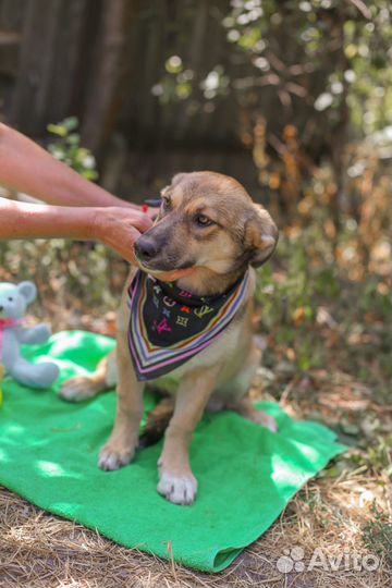 Девочка 4 мес, доставим