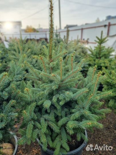 Саженцы ель голубая Глаука