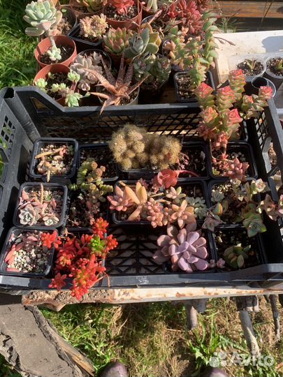 Суккуленты