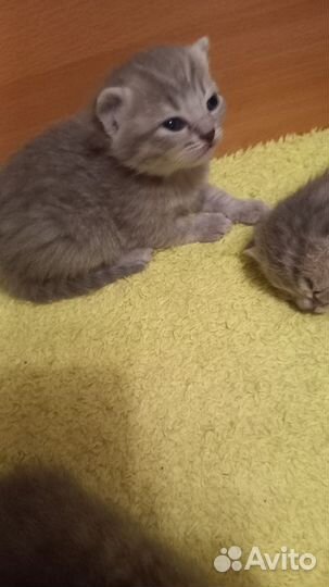 Шотландские котята
