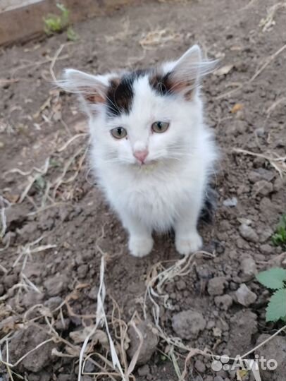 Котенок мальчик бесплатно