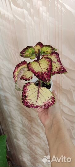 Колеус Аватар