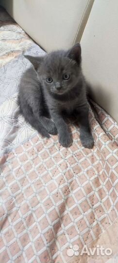 Котята британцы